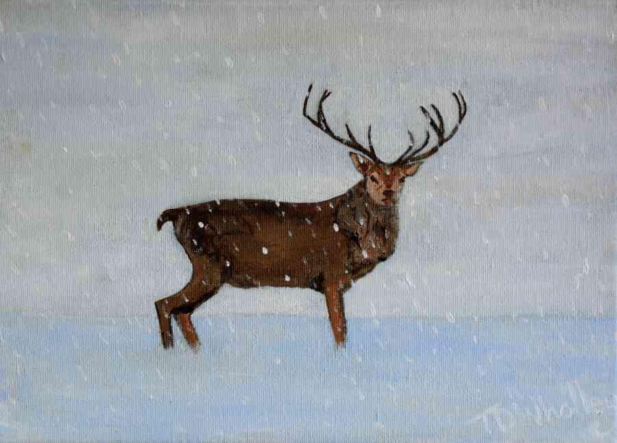 Stag In Snow