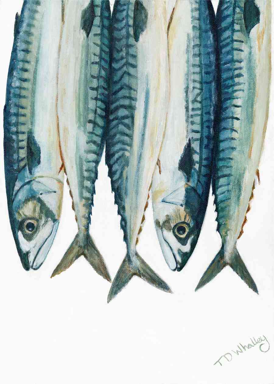 Mackerel