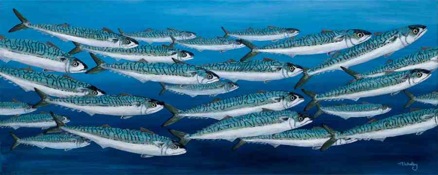 Mackerel Swimming
