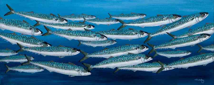 Mackerel Swimming